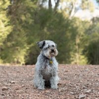 schnoodles for sale wichita ks