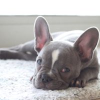 Sleepy,Frenchton,Frenchie,Puppy,Dog