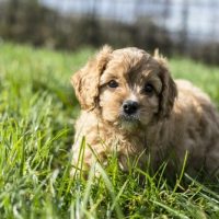 the best cavapoo wichita puppy