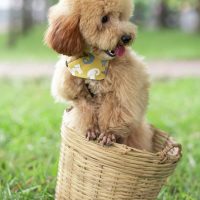 toy poodle for sale wichita