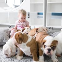 where to buy English Bulldog puppies