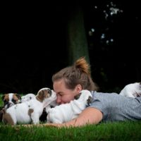 wichita English Bulldog puppy for sale