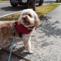 Adorable,Dog,With,Harness,Watching,Back,On,Street