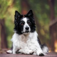 wichita collie puppies