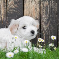 wichita ks coton de tulear for sale