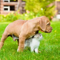 Bordeaux,Puppy,Dog,And,Newborn,Kitten,On,Green,Grass