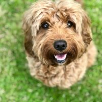 wichita puppy for sale cockapoo